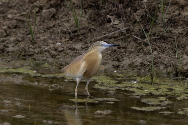 Squacco Heron