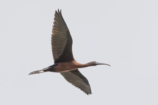Glossy Ibis