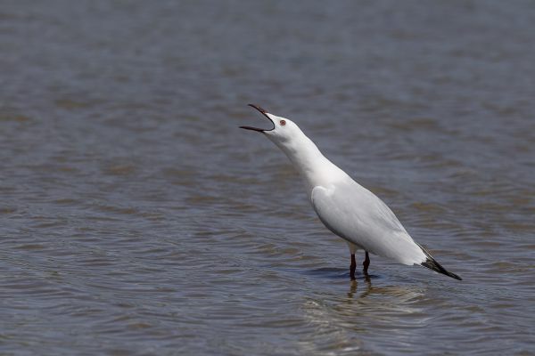 Slender-billed Gull