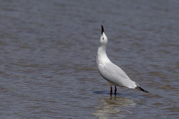 Slender-billed Gull