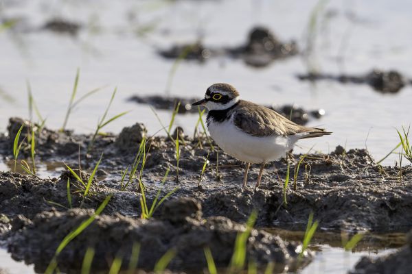 Little Ringed Plover