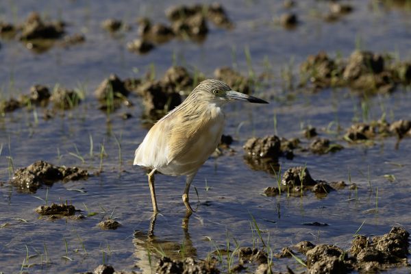 Squacco Heron