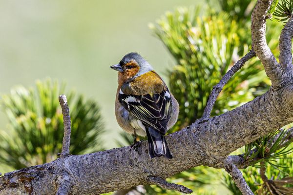 Chaffinch