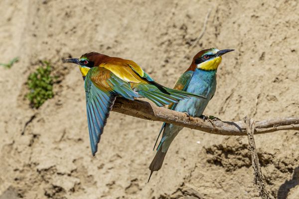European Bee-eater