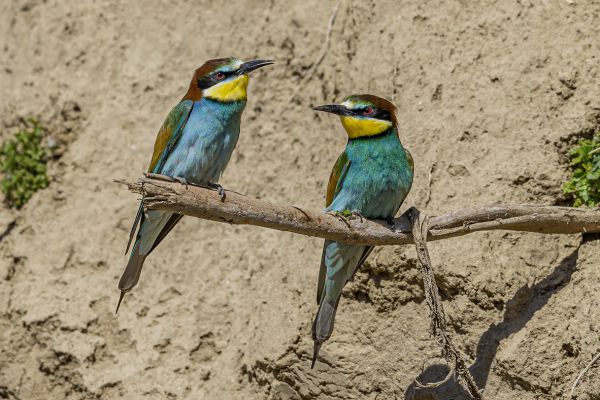 European Bee-eater