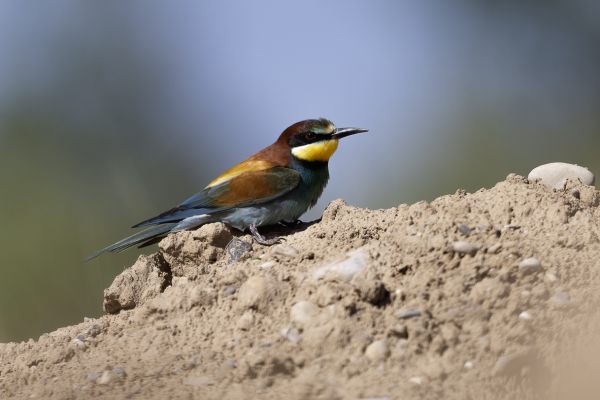European Bee-eater