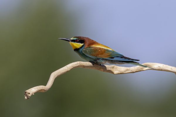 European Bee-eater