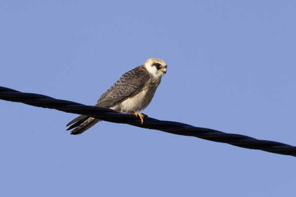 Red-footed Falcon