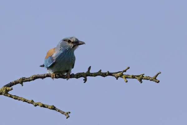 European Roller