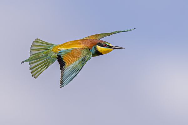 European Bee-eater