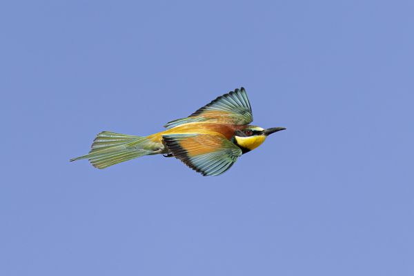 European Bee-eater