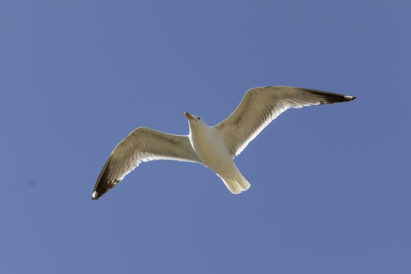Yellow-legged Gull