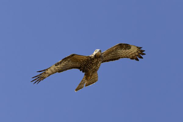  European Honey-buzzard