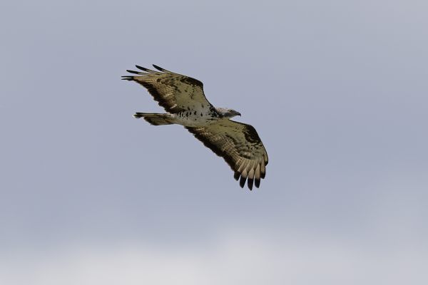 European Honey-buzzard