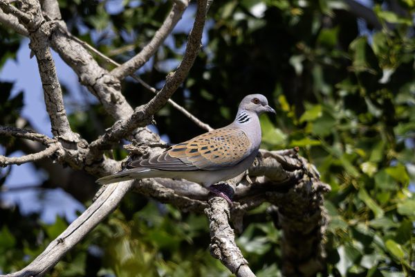 European Turtle-Dove