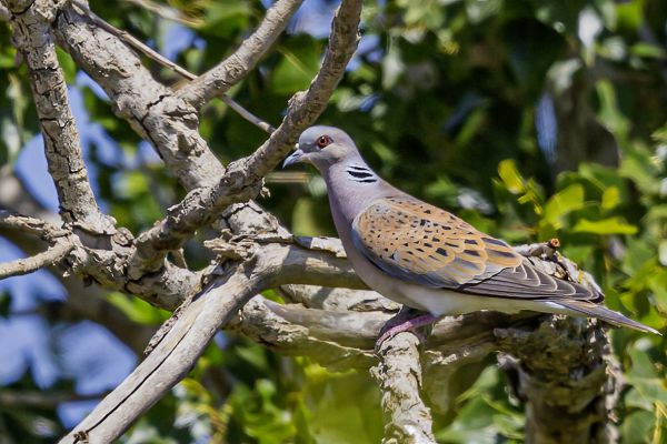 European Turtle-Dove