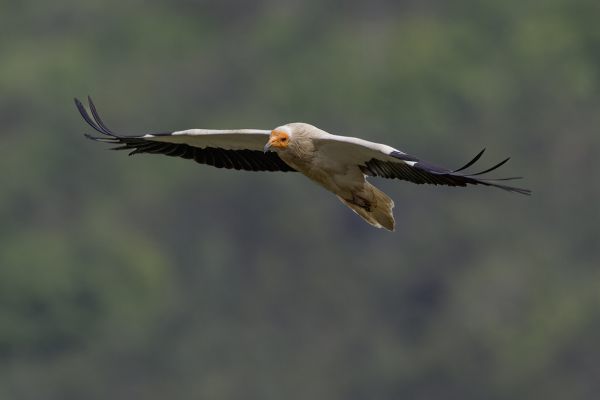 Egyptian Vulture