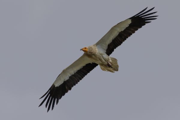Egyptian Vulture