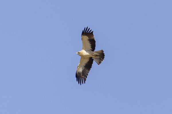  Booted Eagle