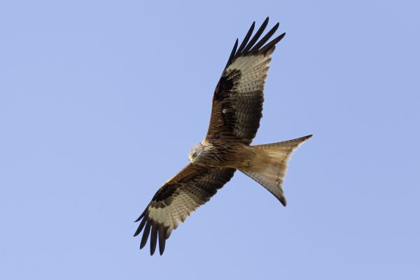 Red Kite