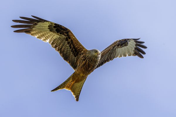 Red Kite