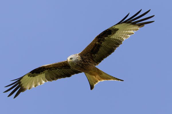Red Kite
