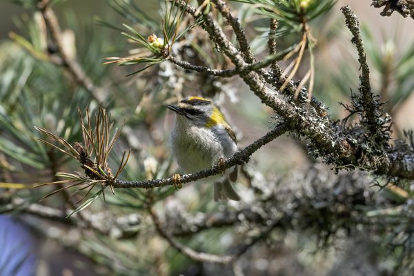 Firecrest