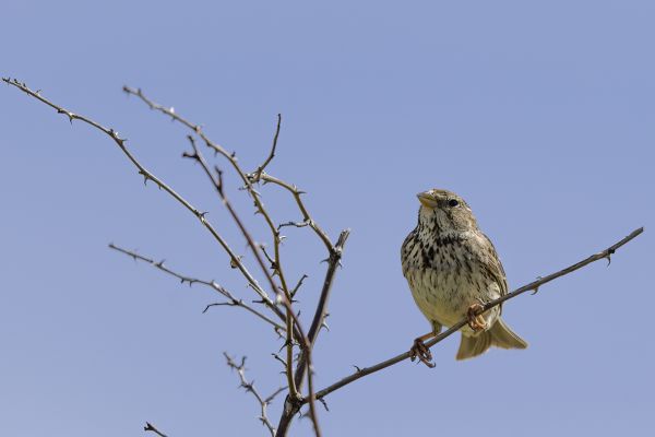 Corn Bunting