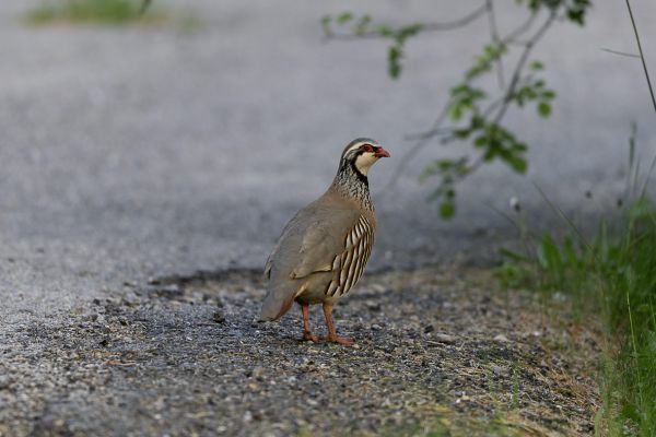 Red-legged Partridge