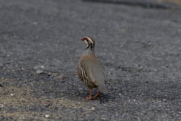 Red-legged Partridge