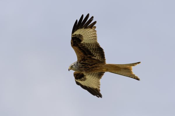 Red Kite