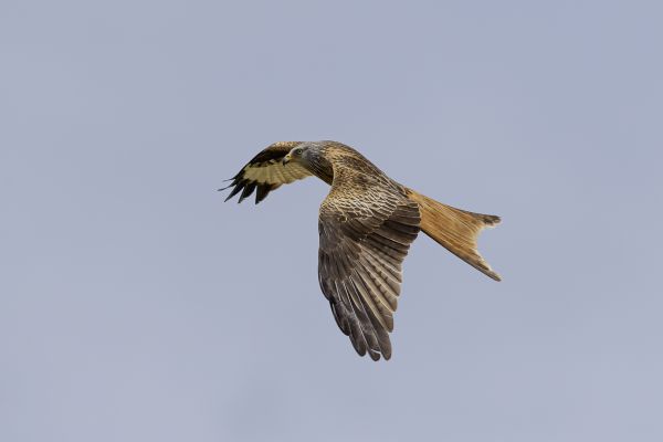 Red Kite