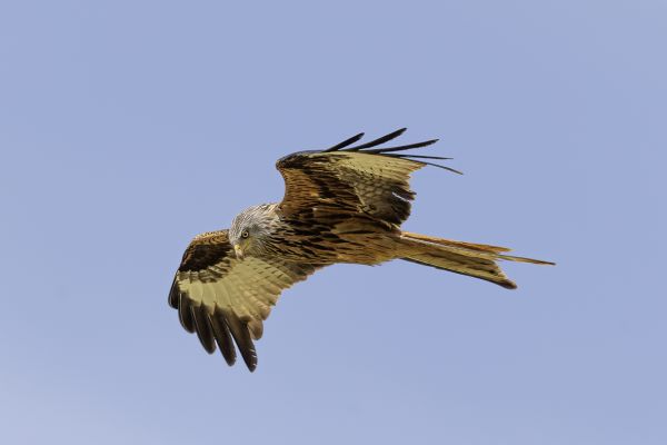 Red Kite