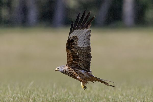 Red Kite