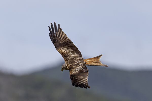 Red Kite