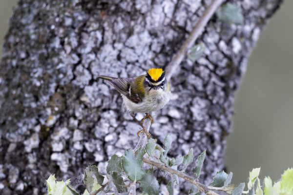Firecrest