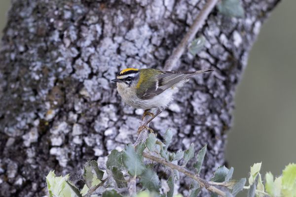 Firecrest