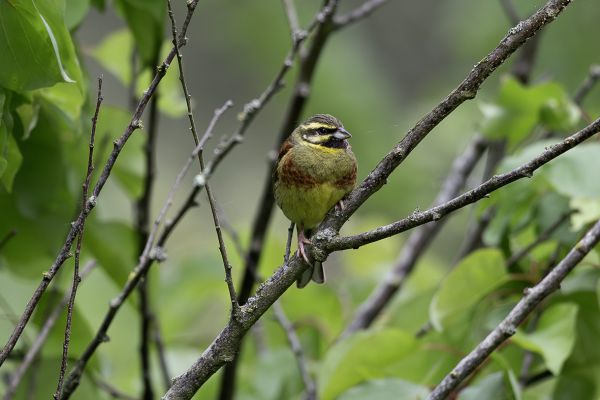 Cirl Bunting