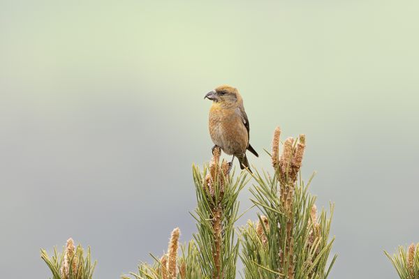 Red Crossbill