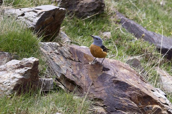 Rufous-tailed Rock-Thrush