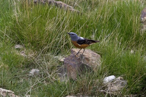 Rufous-tailed Rock-Thrush