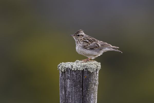Tawny Pipit