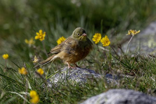 Emberiza hortulana