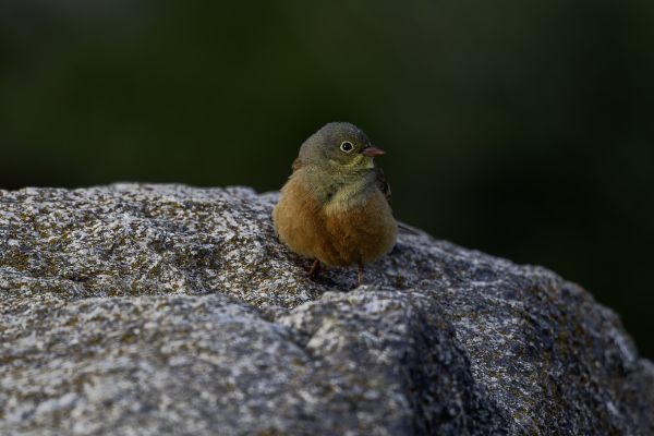 Ortolan Bunting