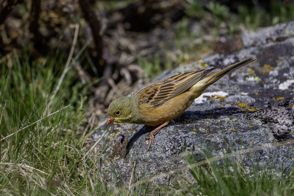 Ortolan Bunting