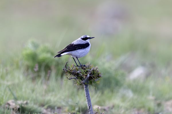 Northern or Seebohm's Wheatear