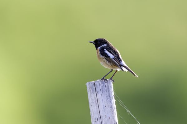 European Stonechat