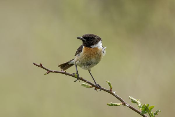 European Stonechat