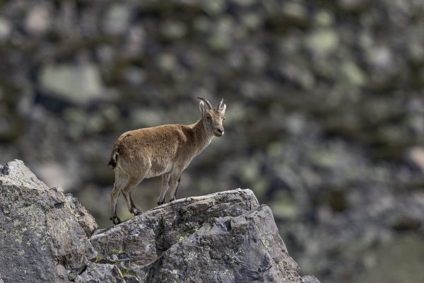 Western Spanish ibex