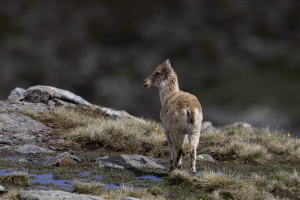 Western Spanish ibex